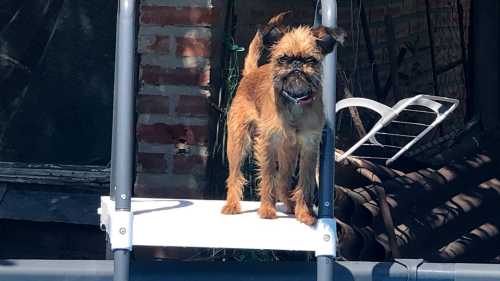 Пси: як відчувають ваш настрій і розпізнають приховані почуття