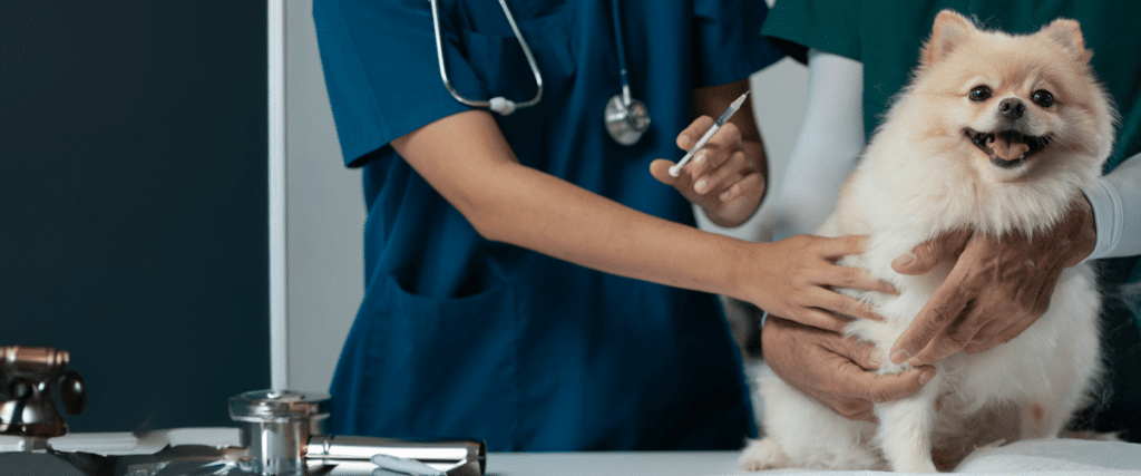 Що буде якщо не вакцинувати собаку: наслідки які можуть коштувати життя 1 Що буде якщо не вакцинувати собаку: наслідки які можуть коштувати життя 1