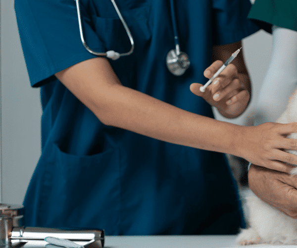 ХА-ХА новини 57 Що буде якщо не вакцинувати собаку: наслідки які можуть коштувати…