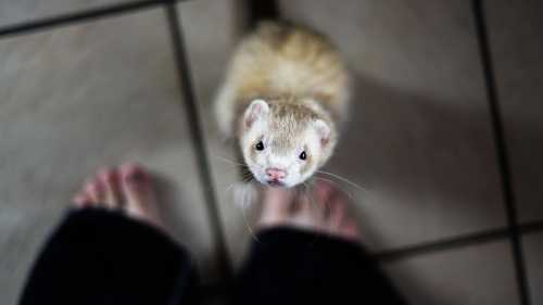 Волохаті хижаки: смішні тхори на службі людства проти голоду в минулому