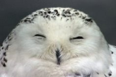 З якої планети? Вся правда про жайворонків та сов.