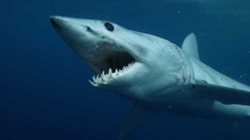 Акули: не ті, ким здаються. Погляд на суспільство морських хижаків.