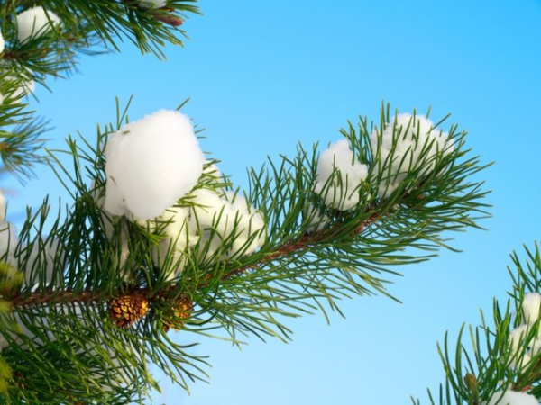 Василь Капельник