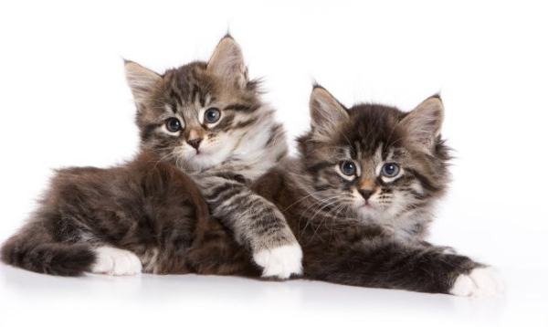 ХА-ХА новини 45 День котів у Росії