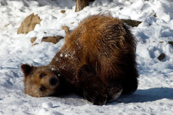 Євтропіїв день