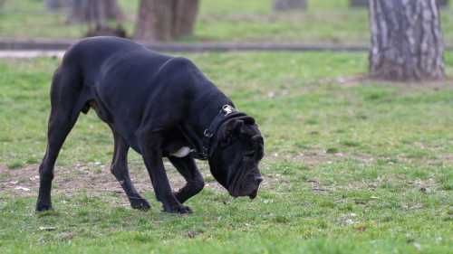 З’ясовано, що змушує тварин поглинати їжу… ви в курсі.