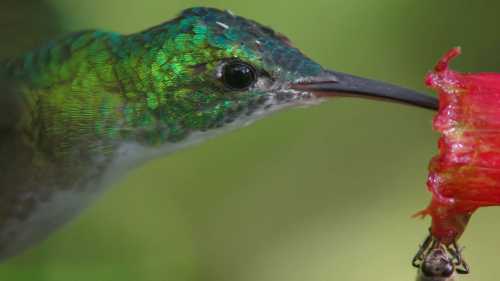 ХА-ХА новини 53 Дослідники з’ясували: бджоли й колібрі регулярно споживають спиртне.