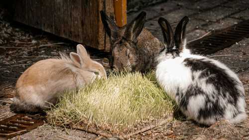 ХА-ХА новини 51 Які весняні гілки корисні для здоров’я кролика?