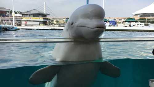 Як кити навчилися будувати вільні відносини без зобов’язань