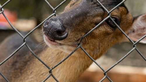 Чи не обернеться спілкування з тваринами, завдяки ШІ, нам на лихо?