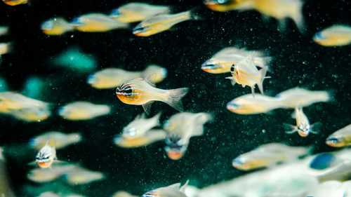 Риби мають “додатковий зір”, виявили науковці.