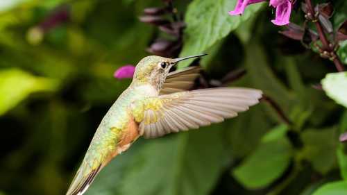 ХА-ХА новини 40 Безгубі: Як колібрі перехитрили всіх, а нектарниці порушили закони фізики