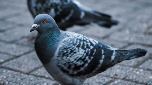 ХА-ХА новини 37 Як голуби обійшли людей в умінні пристосовуватися до нового