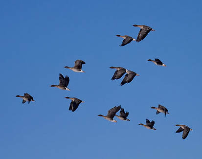 Чому потрібно було умащувати водяного та увінчувати корів хлібними краюхами саме 16 квітня? 9