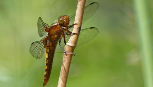 Бабка як символ. Що означатиме подарунок?