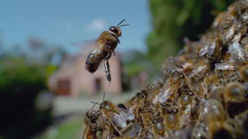 ХА-ХА новини 38 Бджолярам: Розроблено замінник пилку, що довго зберігається.