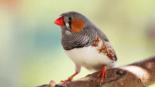 Пташиний науковий факт: гарні танці не дорівнюють високому інтелекту.