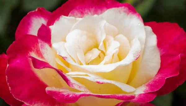 Різван: Чи знаєте ви про це квітневе свято?