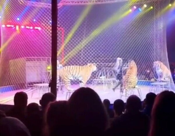 У цирку в Росії тигр втік до глядацької зали та налякав росіян&hellip;