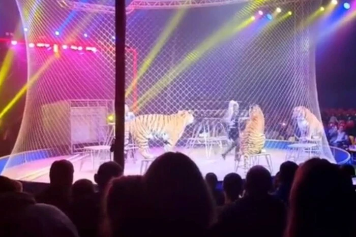 У цирку в Росії тигр втік до глядацької зали та налякав росіян&hellip;