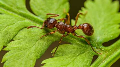 ХА-ХА новини 34 Навіть у мурашок є власний оздоровчий центр (і безплатний догляд за зубами)