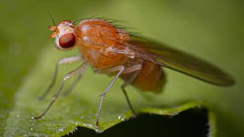 Мушка-дрозофіла: мозок більше, ніж здається. Футбольні навички комах.