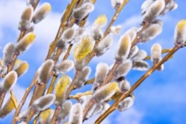 Вербна неділя 1