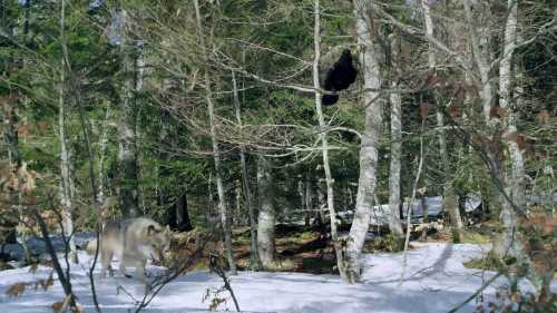 Як крук здолав вовка, науку і людство