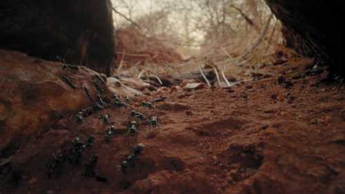 Мурахи – майстри орієнтування. Їхні математичні здібності вражають.