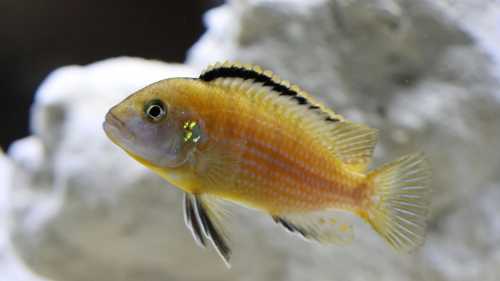 Риби зводять укріплені палаци: лише плавці, щелепи та вражаюча пам’ять.