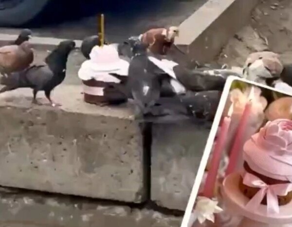 Елітна паска – голубам: у Києві на смітнику помічено непочату&hellip;