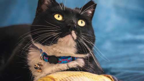 ХА-ХА новини 39 Чому коти лишають їжу в мисці? Японське дослідження пояснює котячу таємницю.