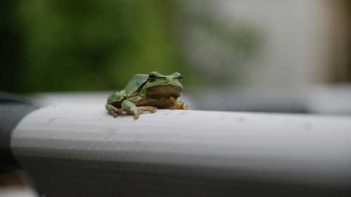 ХА-ХА новини 36 Чому пес випльовує, а жаба – не ропуха: посібник для дачників