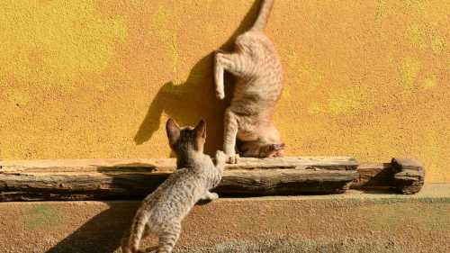 Ньютон би здивувався: науковці розгадали секрет котячого приземлення на лапи