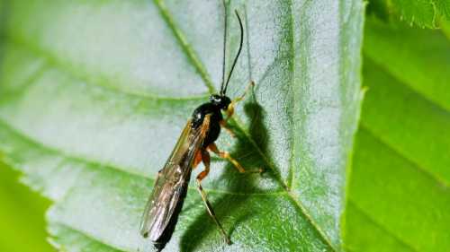 Прибулець в тривозі димить: як оса-іхневмонід вірусно-хімічно стерилізує міль.