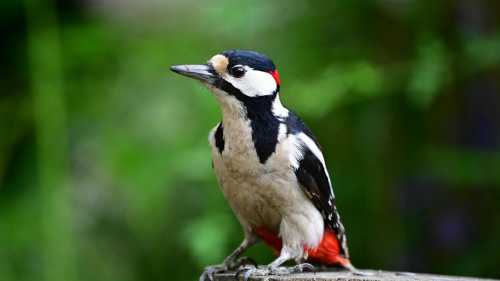 Таємниця дятлів. Нещодавнє дослідження науковців змінює уявлення.