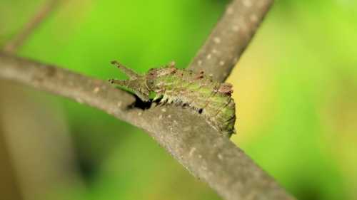 ХА-ХА новини 36 Коли веган ненароком пожер твоїх малят. Чому найзапекліші мікродрапежники втікають навтьоки від…