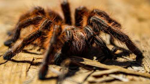 Вчені довели: павуки запам’ятовують, вдосконалюються з досвіду та постійно навідуються поласувати в&hellip;