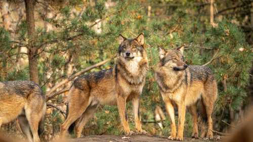 Принципові батьки: чому вовки не рятують малечу від загрози 17 Принципові батьки: чому вовки не рятують малечу від загрози 17