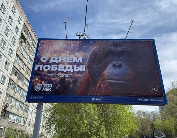 ХА-ХА новини 37 Донос через орангутанга: у РФ спалахнув скандал перед 9 травня