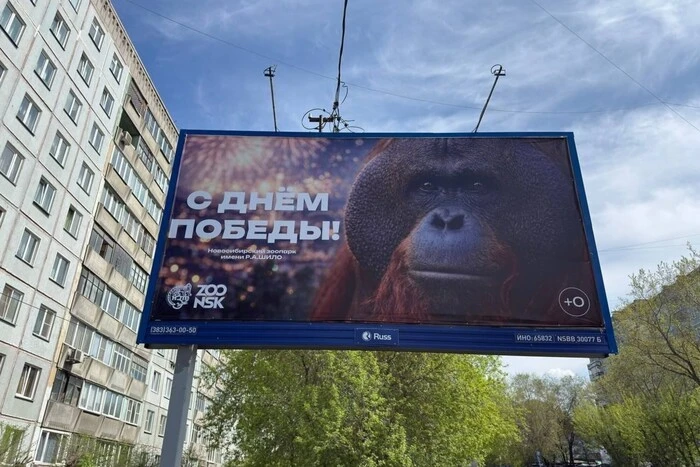 ХА-ХА новини 56 Донос через орангутанга: у РФ спалахнув скандал перед 9 травня