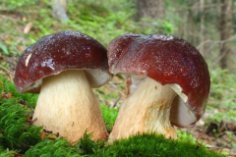 ХА-ХА новини 41 Коли збиратися по гриби? Календар грибника