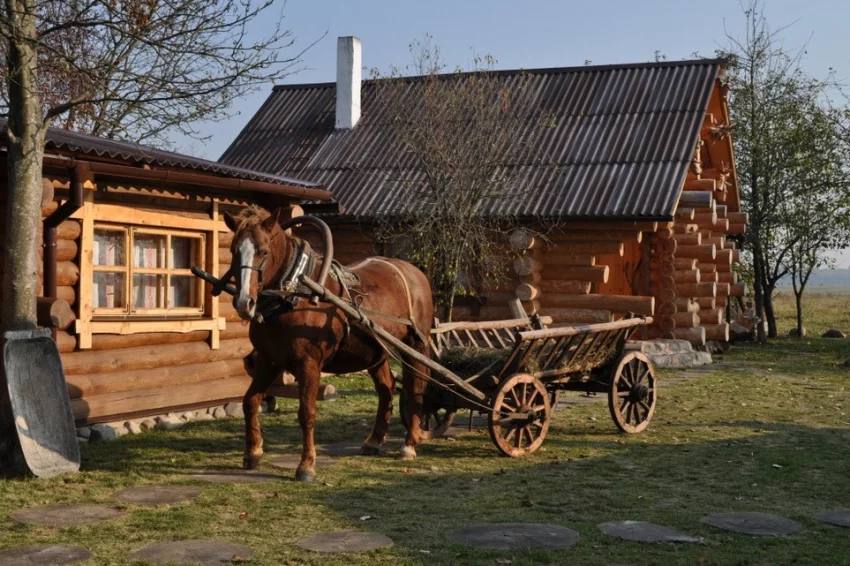 Бензиновий колапс. Росіяни масово купують коней 4 Бензиновий колапс. Росіяни масово купують коней 4