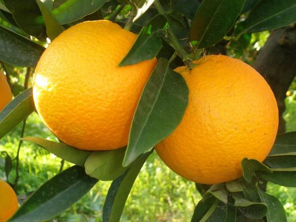 Апельсин на підвіконні: як отримати щедрий урожай з кімнатного дерева