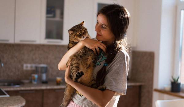7 котів-хвостиків, які перетворять ваш дім на суцільну обійму