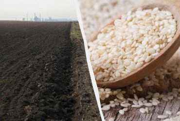 За 35 років поле фермера перетворилося на дивовижний світ 6 За 35 років поле фермера перетворилося на дивовижний світ 6