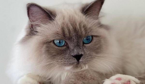 7 котячих порід, що стануть вашою тінню 14 7 котячих порід, що стануть вашою тінню 14
