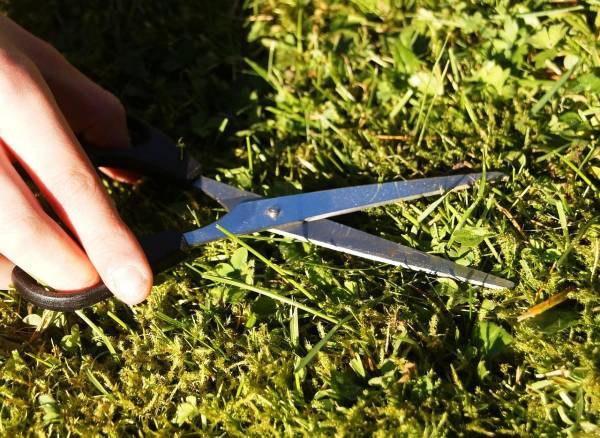 Відродимо зелень газону: 3 прості кроки для врятованої трави