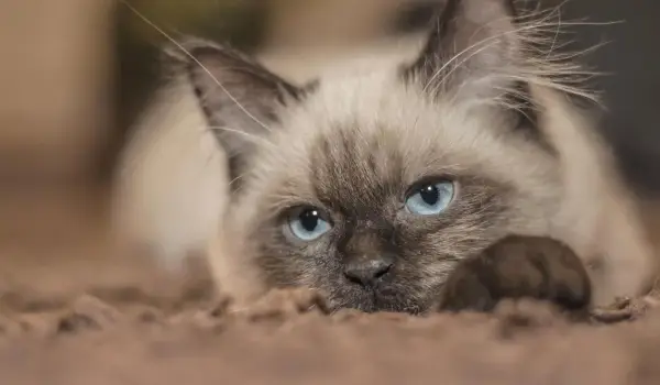 7 котячих порід, що стануть вашою тінню 11 7 котячих порід, що стануть вашою тінню 11
