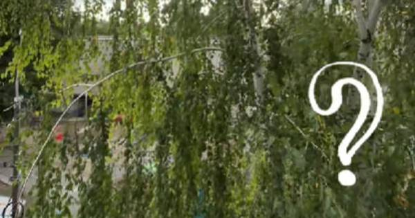 Береза з яблуками: дитяча загадка ставить у глухий кут дорослих